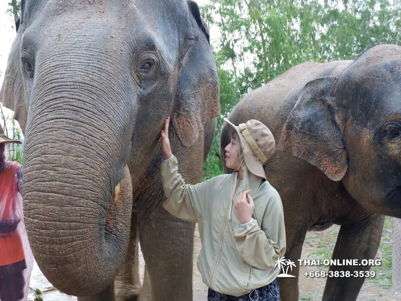 Заповедник слонов Elephant Jungle Sanctuary Pattaya - фото 148