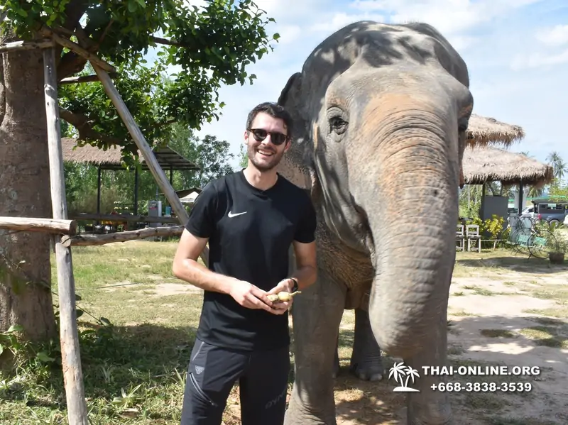 Заповедник слонов Elephant Jungle Sanctuary Pattaya - фото 239