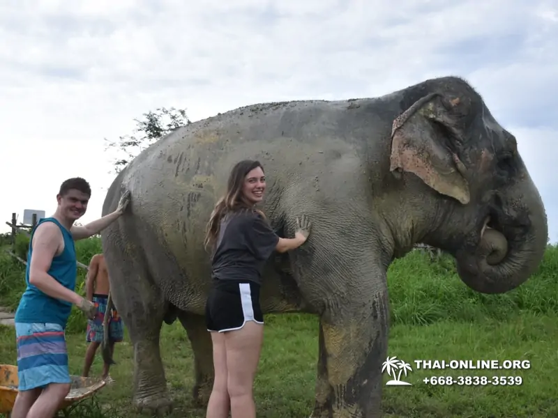 Заповедник слонов Elephant Jungle Sanctuary Pattaya - фото 1045