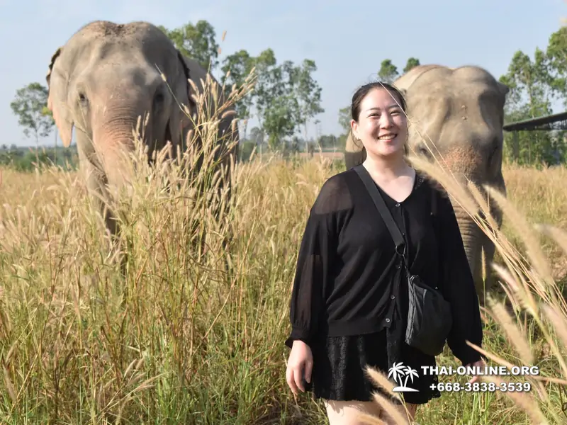 Заповедник слонов Elephant Jungle Sanctuary Pattaya - фото 370
