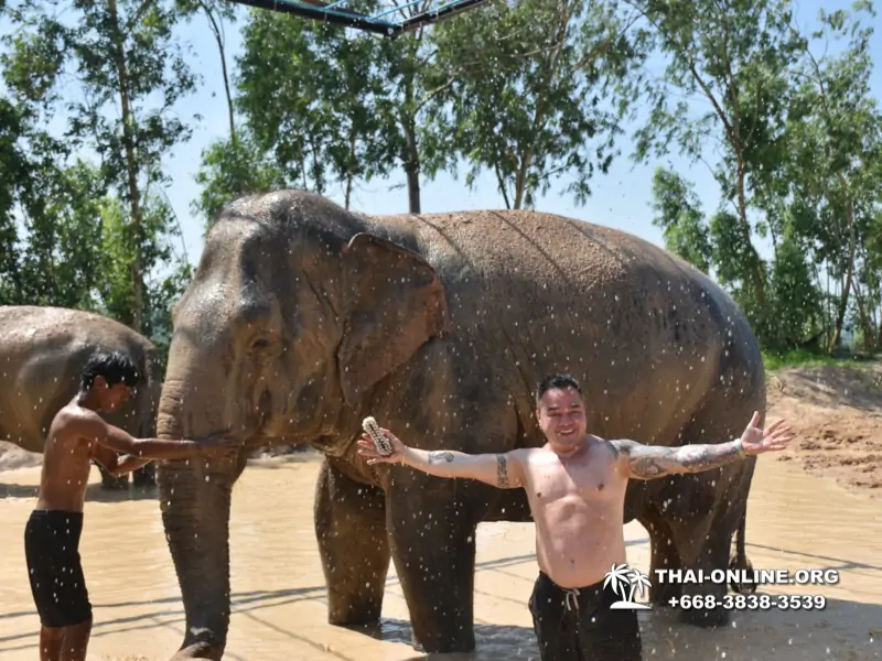 Заповедник слонов Elephant Jungle Sanctuary Pattaya - фото 272