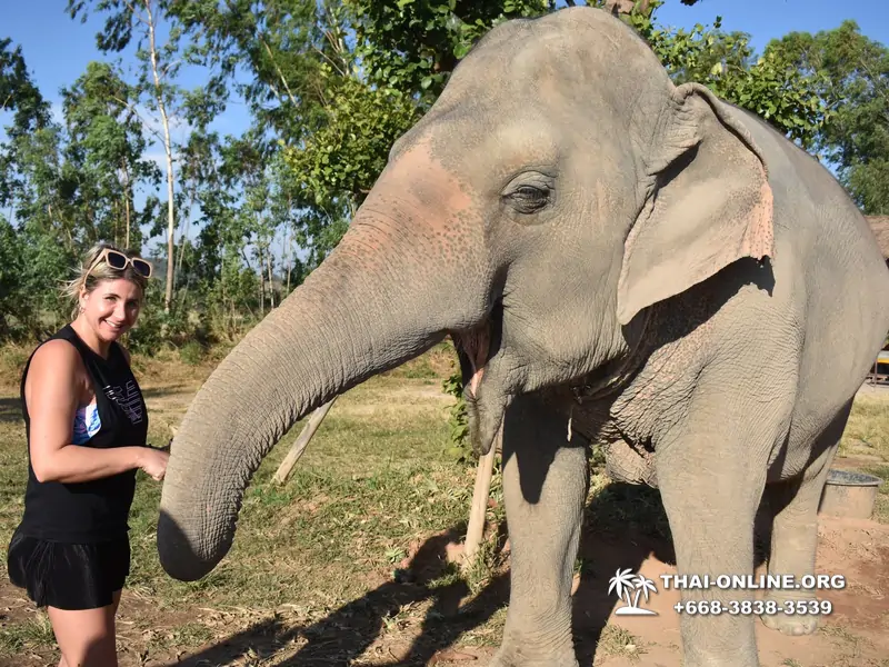Заповедник слонов Elephant Jungle Sanctuary Pattaya - фото 30