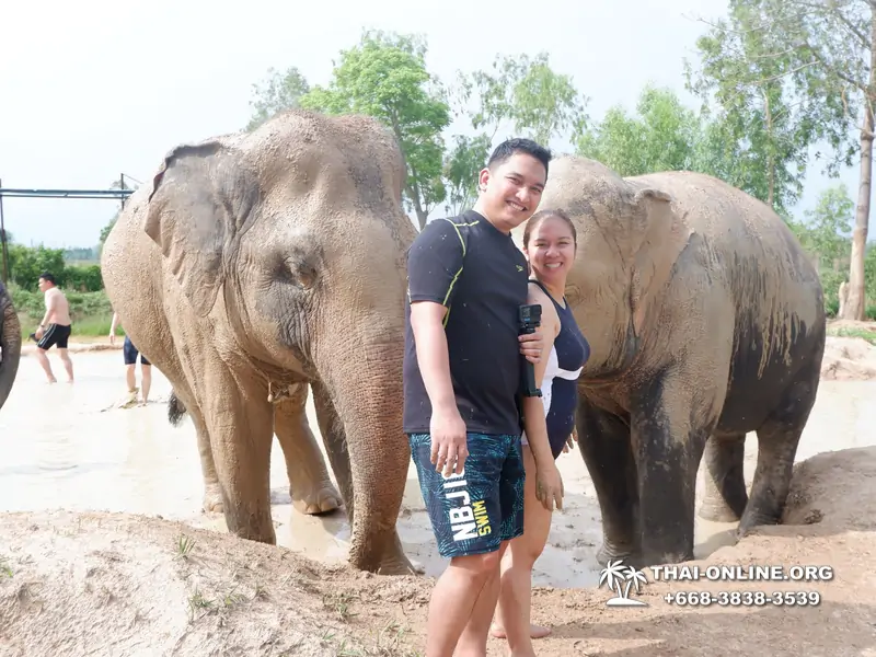 Заповедник слонов Elephant Jungle Sanctuary Pattaya - фото 394