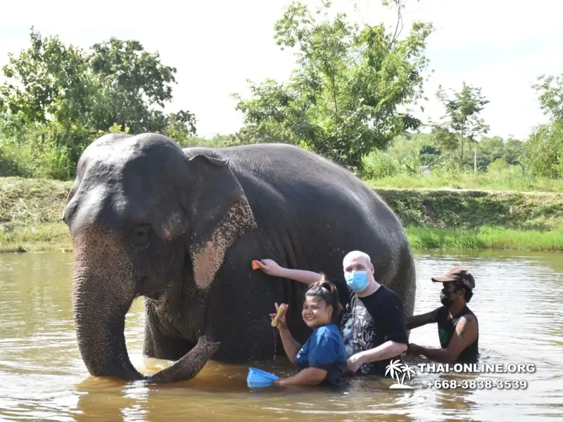 Заповедник слонов Elephant Jungle Sanctuary Pattaya - фото 417