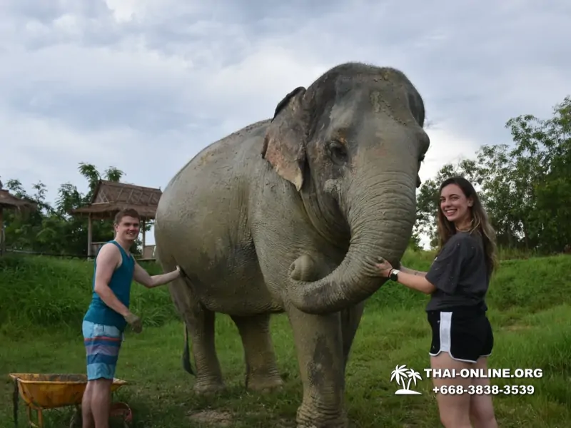 Заповедник слонов Elephant Jungle Sanctuary Pattaya - фото 1026