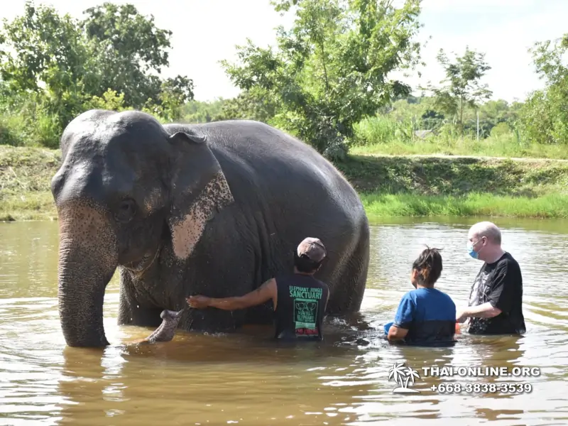 Заповедник слонов Elephant Jungle Sanctuary Pattaya - фото 357
