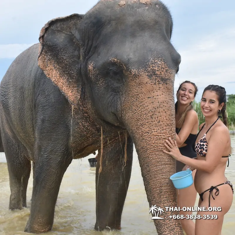 Заповедник слонов Elephant Jungle Sanctuary Pattaya - фото 276