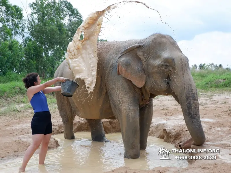 Заповедник слонов Elephant Jungle Sanctuary Pattaya - фото 387