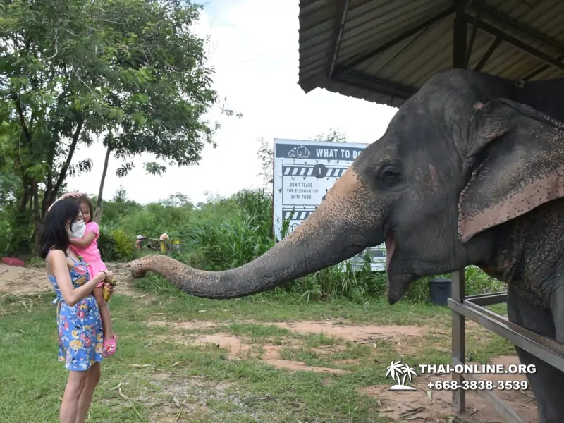 Заповедник слонов Elephant Jungle Sanctuary Pattaya - фото 234