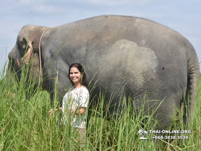 Заповедник слонов Elephant Jungle Sanctuary Pattaya - фото 208