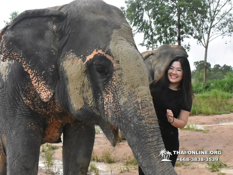 Заповедник слонов Elephant Jungle Sanctuary Pattaya - фото 331