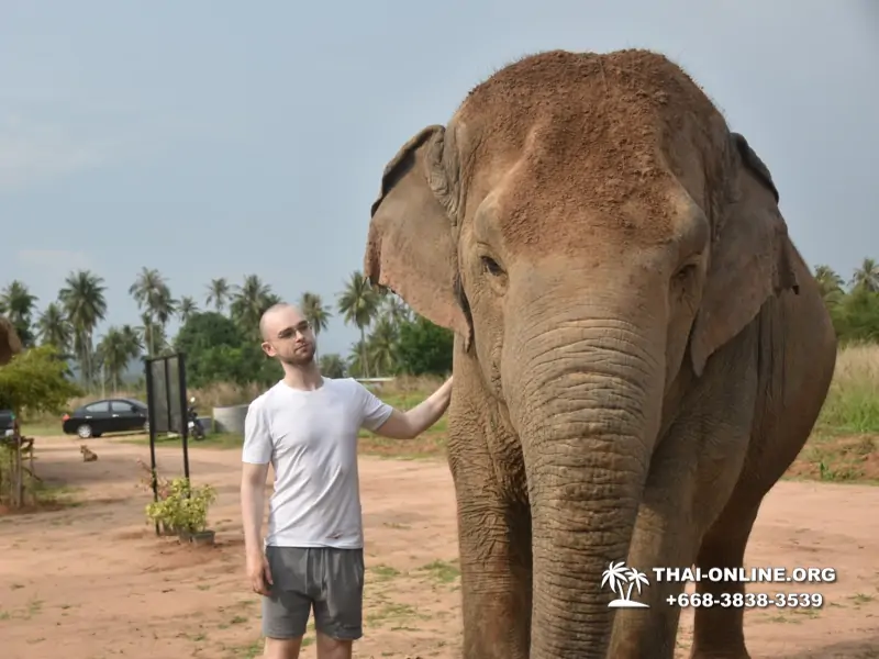 Заповедник слонов Elephant Jungle Sanctuary Pattaya - фото 1050