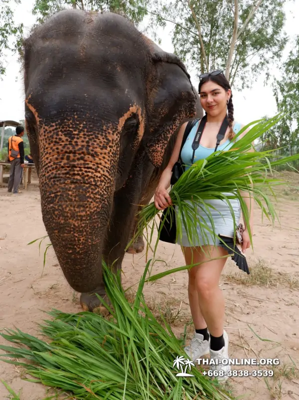 Заповедник слонов Elephant Jungle Sanctuary тур в Паттайе по цене выгоднее Klook Travel и Seven Countries - фото 29