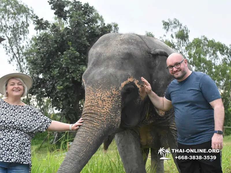 Заповедник слонов Elephant Jungle Sanctuary Pattaya - фото 249