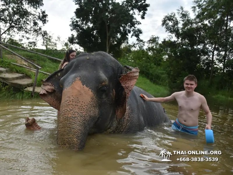 Заповедник слонов Elephant Jungle Sanctuary Pattaya - фото 308