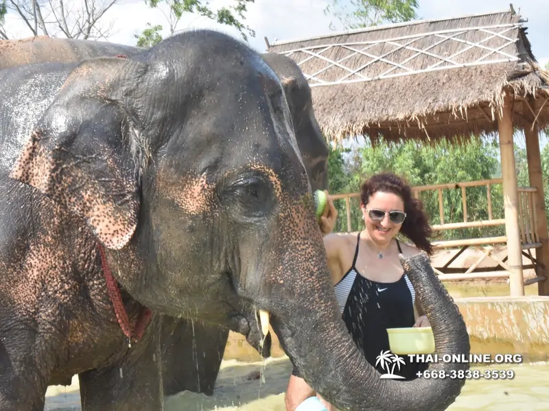 Заповедник слонов Elephant Jungle Sanctuary тур в Паттайе по цене выгоднее Klook Travel и Seven Countries - фото 8