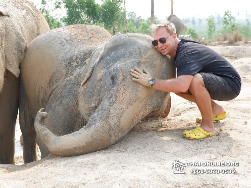 Заповедник слонов Elephant Jungle Sanctuary Pattaya - фото 377