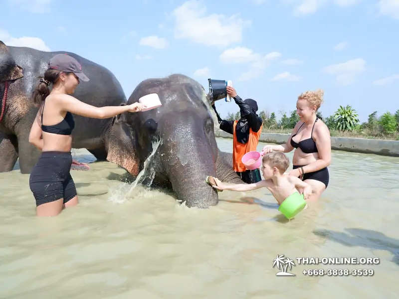 Заповедник слонов Elephant Jungle Sanctuary Pattaya - фото 1067