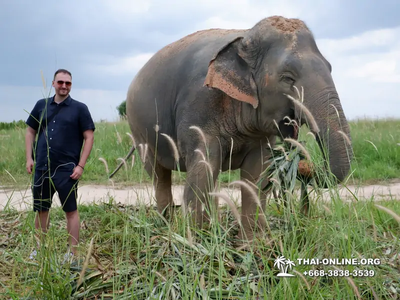 Заповедник слонов Elephant Jungle Sanctuary Pattaya - фото 369