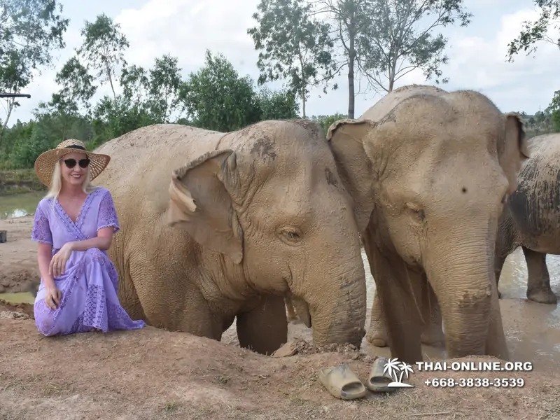 Заповедник слонов Elephant Jungle Sanctuary Pattaya - фото 220