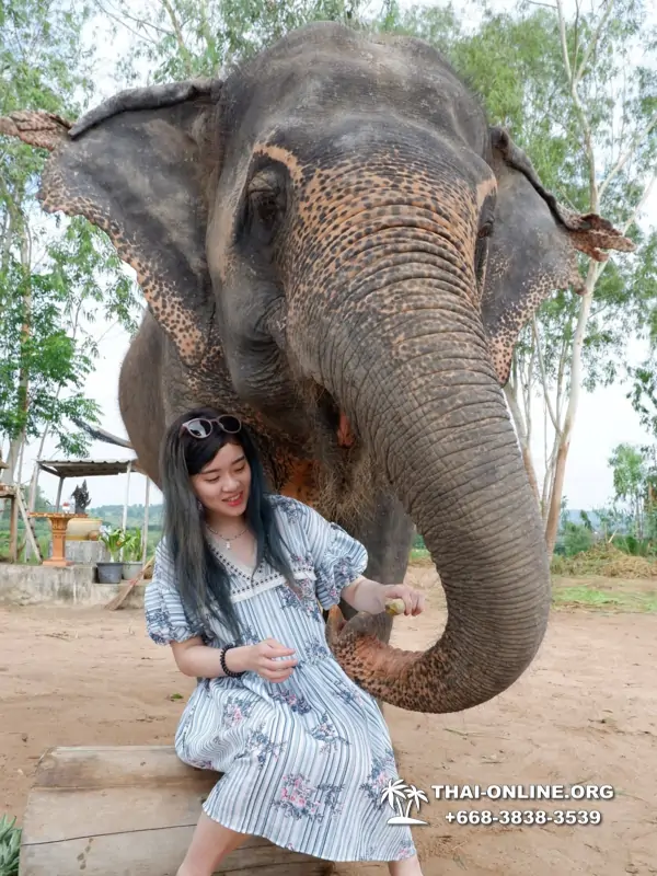Заповедник слонов Elephant Jungle Sanctuary тур в Паттайе по цене выгоднее Klook Travel и Seven Countries - фото 25