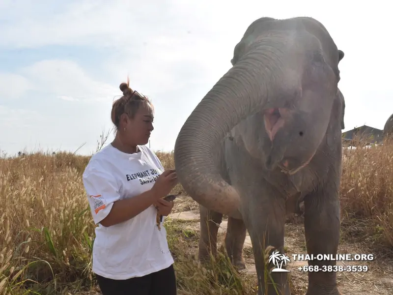 Заповедник слонов Elephant Jungle Sanctuary Pattaya - фото 1056