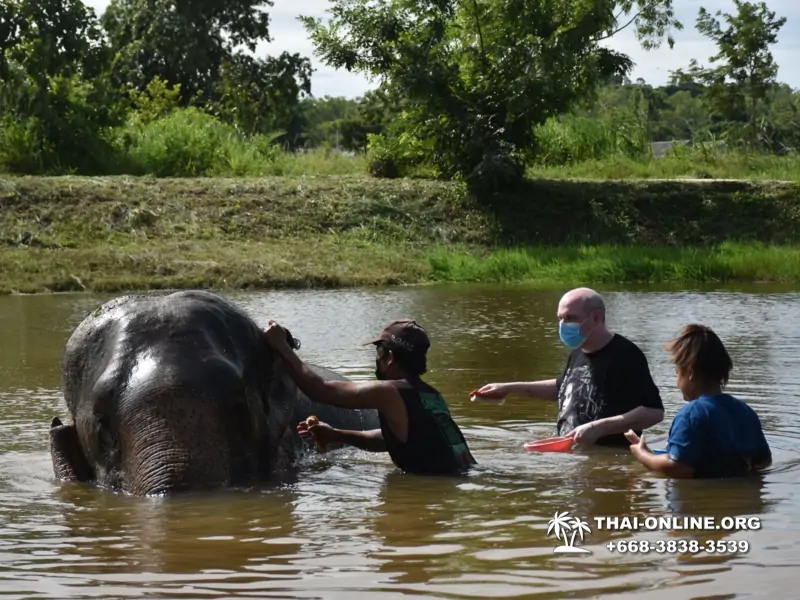 Заповедник слонов Elephant Jungle Sanctuary Pattaya - фото 301