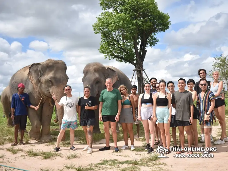 Заповедник слонов Elephant Jungle Sanctuary Pattaya - фото 372
