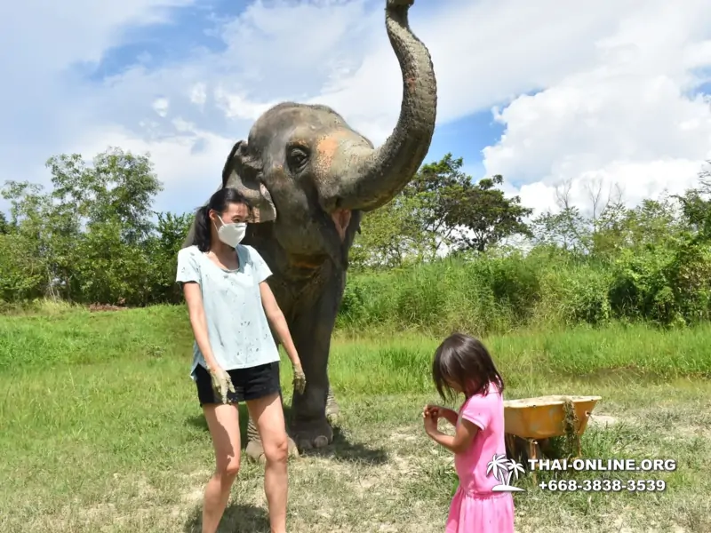 Заповедник слонов Elephant Jungle Sanctuary Pattaya - фото 306