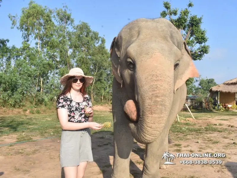 Заповедник слонов Elephant Jungle Sanctuary Pattaya - фото 224