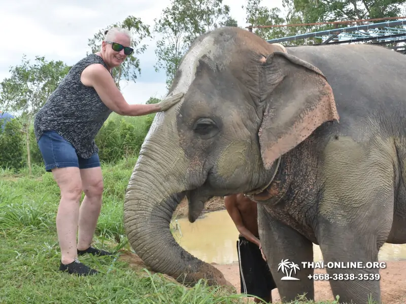 Заповедник слонов Elephant Jungle Sanctuary Pattaya - фото 199
