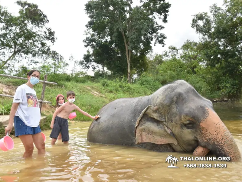Заповедник слонов Elephant Jungle Sanctuary Pattaya - фото 192