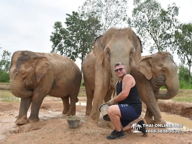 Заповедник слонов Elephant Jungle Sanctuary тур в Паттайе по цене выгоднее Klook Travel и Seven Countries - фото 19