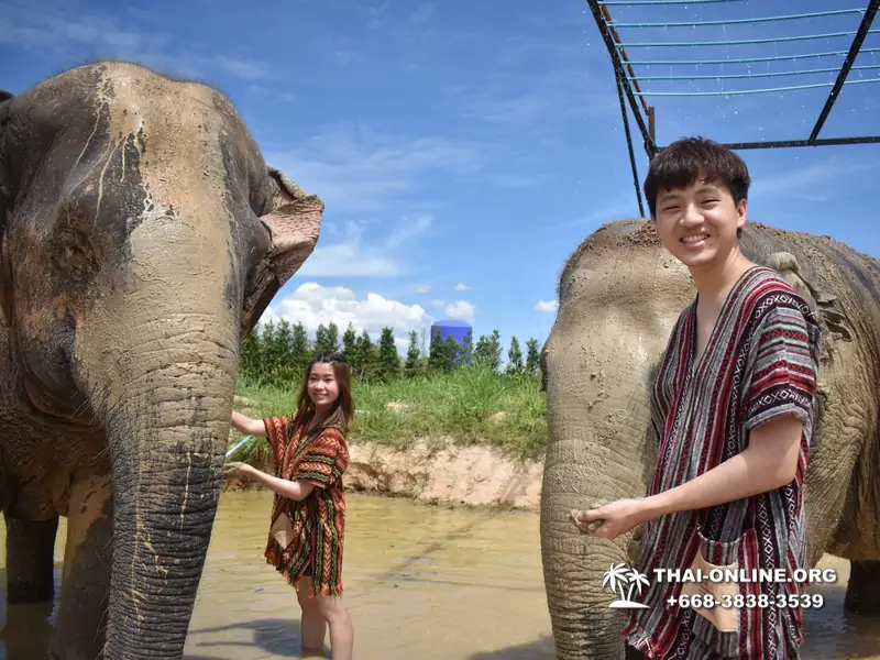 Заповедник слонов Elephant Jungle Sanctuary Pattaya - фото 376