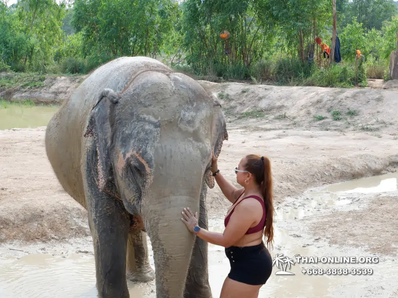 Заповедник слонов Elephant Jungle Sanctuary Pattaya - фото 235