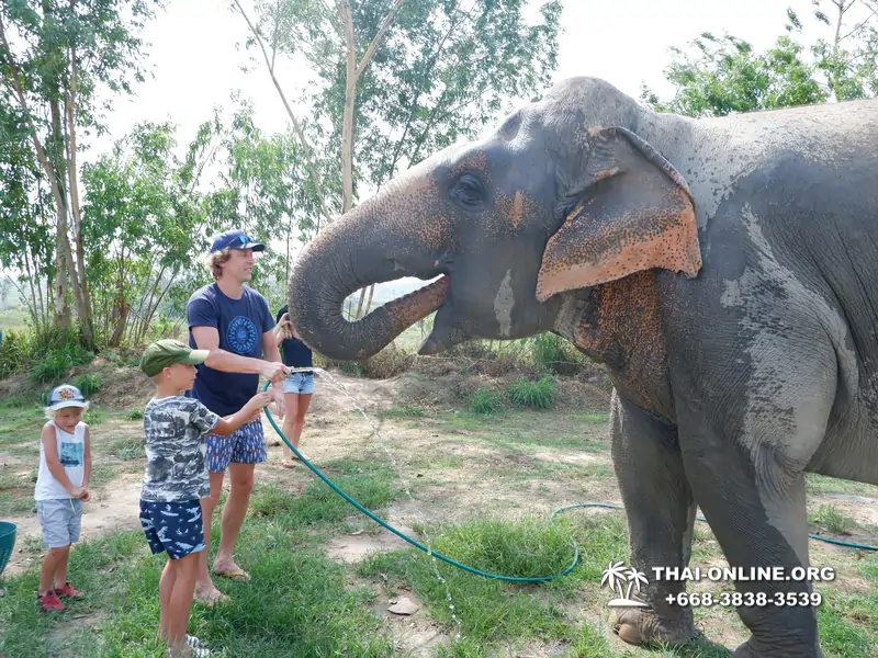 Заповедник слонов Elephant Jungle Sanctuary Pattaya - фото 12