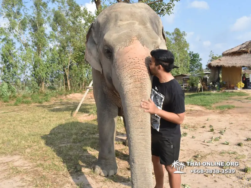 Заповедник слонов Elephant Jungle Sanctuary тур в Паттайе по цене выгоднее Klook Travel и Seven Countries - фото 20