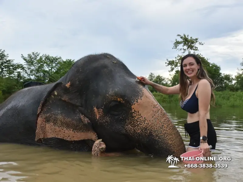 Заповедник слонов Elephant Jungle Sanctuary Pattaya - фото 1051