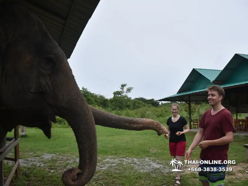 Заповедник слонов Elephant Jungle Sanctuary Pattaya - фото 1106