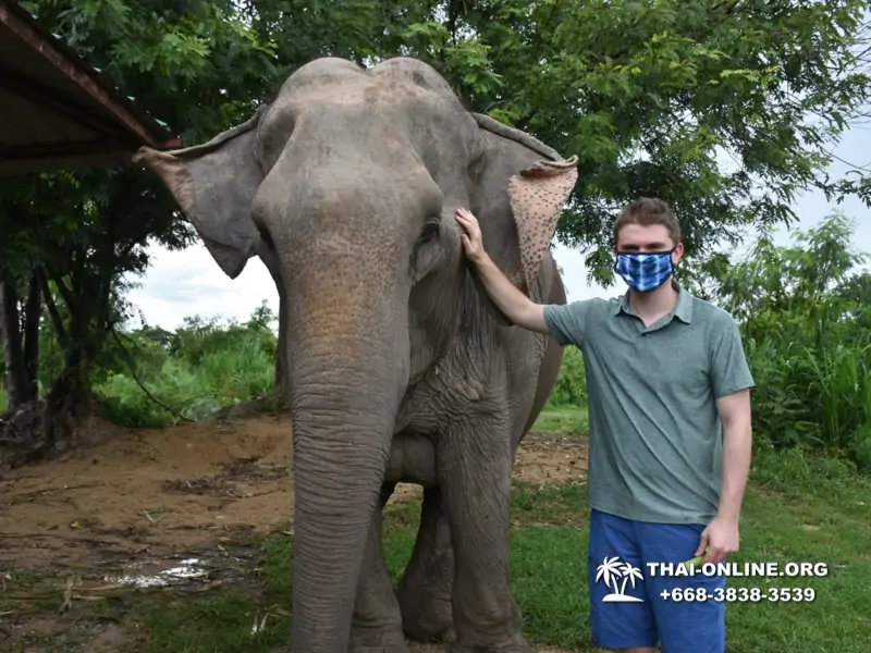 Заповедник слонов Elephant Jungle Sanctuary Pattaya - фото 367