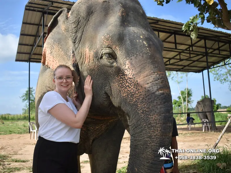 Заповедник слонов Elephant Jungle Sanctuary Pattaya - фото 392