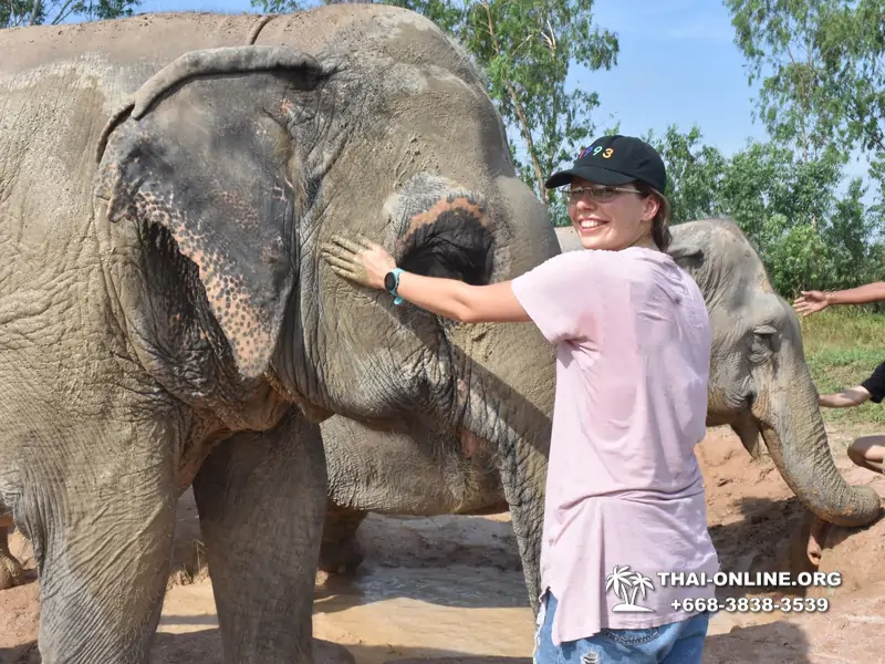 Заповедник слонов Elephant Jungle Sanctuary тур в Паттайе по цене выгоднее Klook Travel и Seven Countries - фото 10