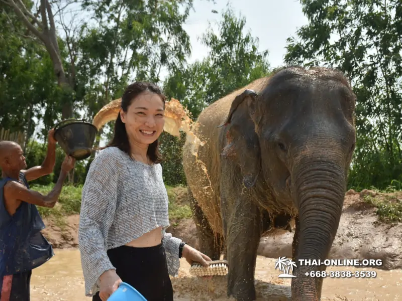 Заповедник слонов Elephant Jungle Sanctuary Pattaya - фото 232