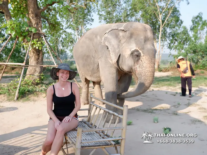 Заповедник слонов Elephant Jungle Sanctuary Pattaya - фото 356