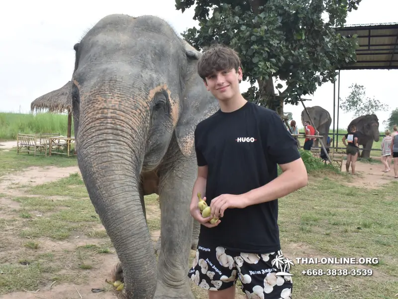 Заповедник слонов Elephant Jungle Sanctuary Pattaya - фото 391