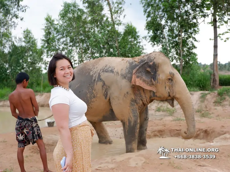 Заповедник слонов Elephant Jungle Sanctuary Pattaya - фото 423