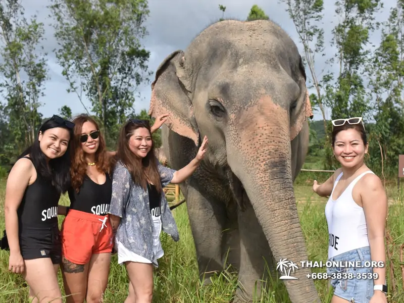 Заповедник слонов Elephant Jungle Sanctuary Pattaya - фото 226