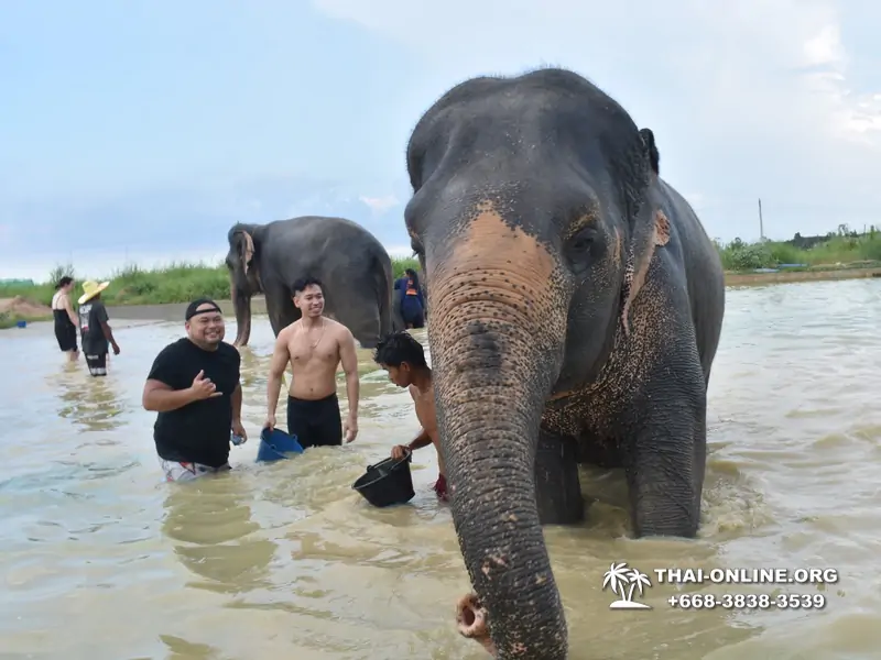 Заповедник слонов Elephant Jungle Sanctuary Pattaya - фото 1064