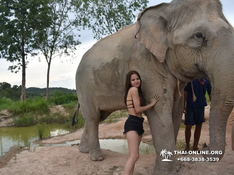 Заповедник слонов Elephant Jungle Sanctuary Pattaya - фото 408