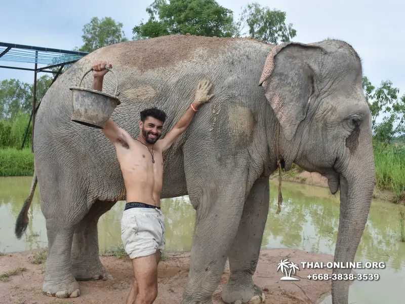Заповедник слонов Elephant Jungle Sanctuary Pattaya - фото 262